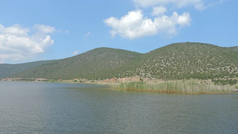 Arşiv fotoğrafı: Yunanistan'da Prespa Milli Parkı'nda silahla vurulmuş genç dişi ayı ölü bulundu